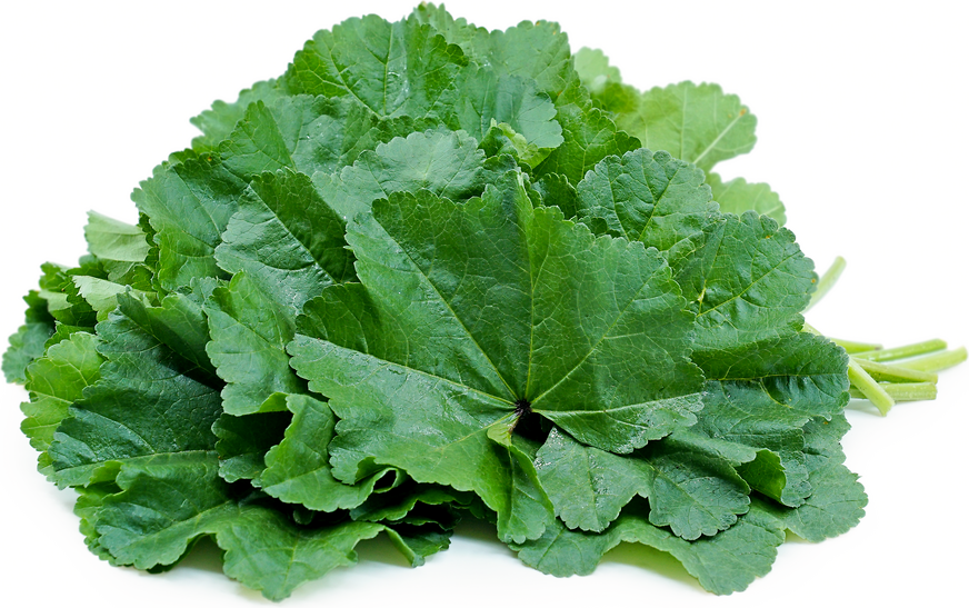 Foraged Mallow (Cheeseweed)- Bunch - Palmyra Orders