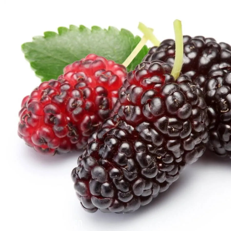 Syrian Mulberry - 500g - Palmyra Orders