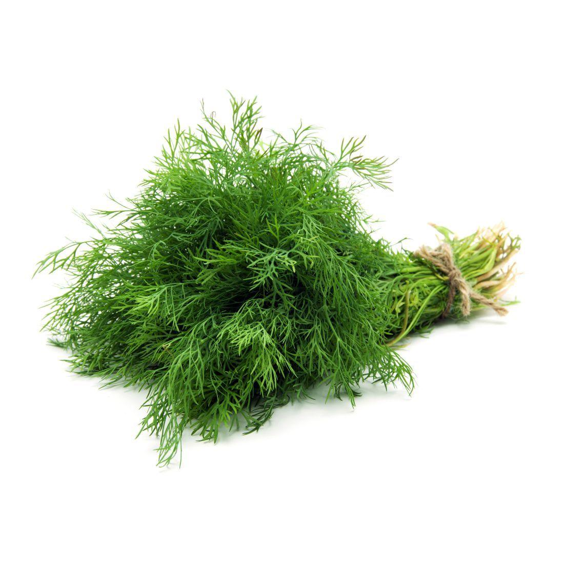 Dill Leaves - Bunch - Palmyra Orders