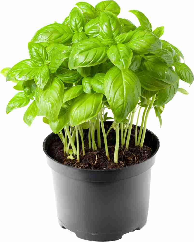 Fresh Basil Plant - Palmyra Orders