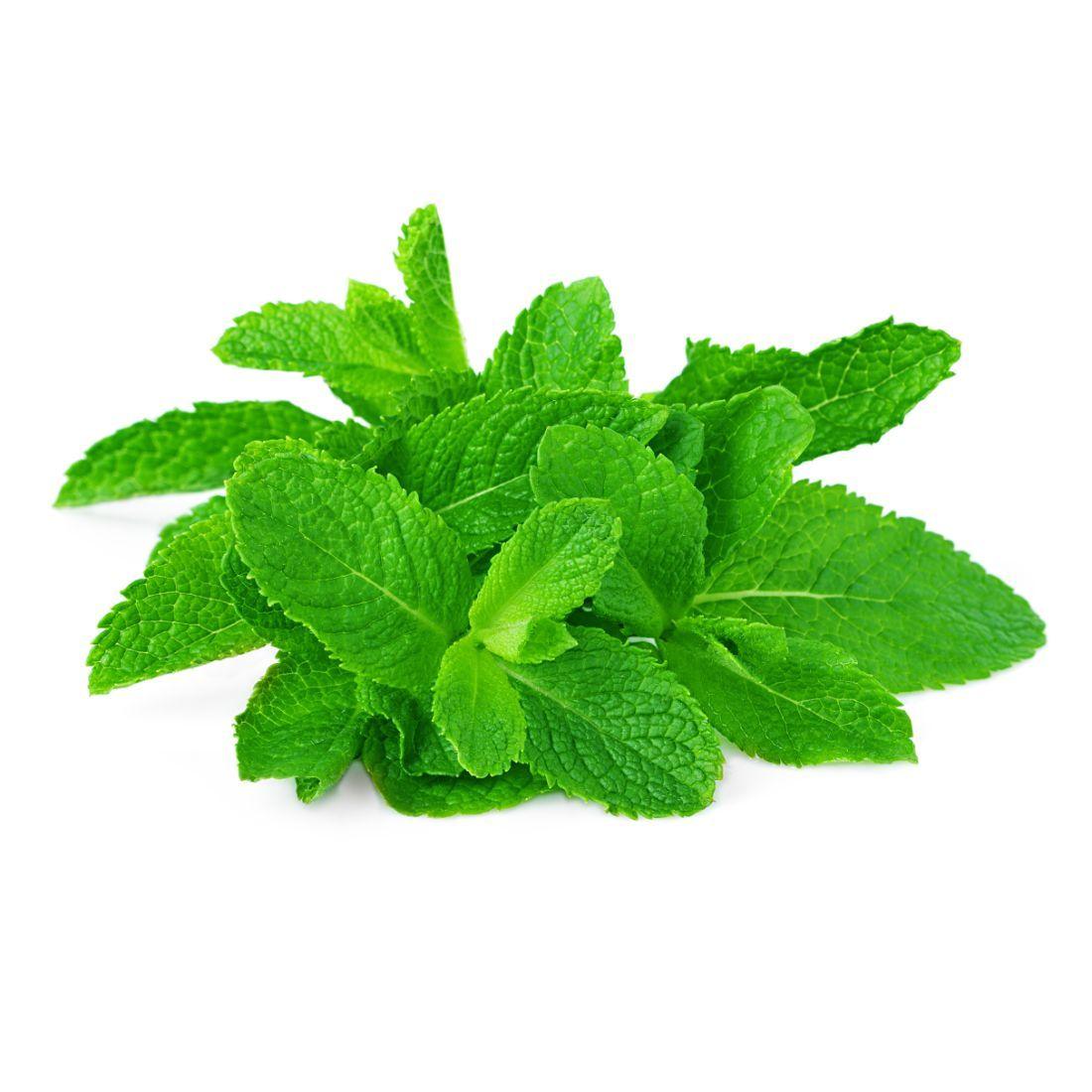 Fresh Mint Leaves Bunch - Palmyra Orders