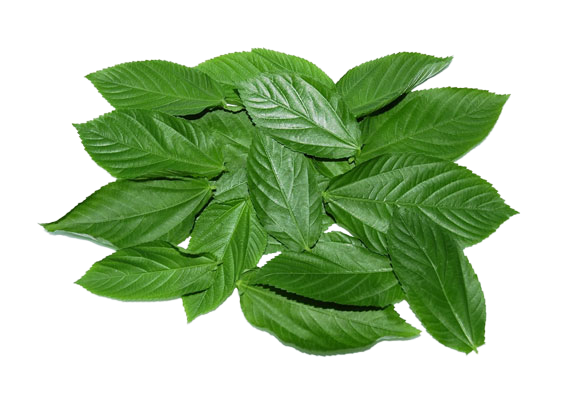 Fresh Organic Molokhia 500g vegetables