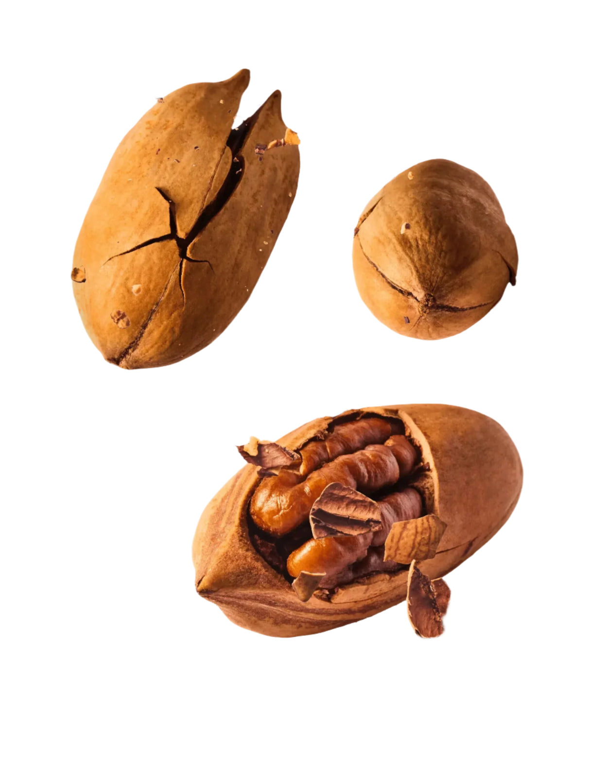 Roasted Pecan Nuts in Shell – 250g - Palmyra Orders