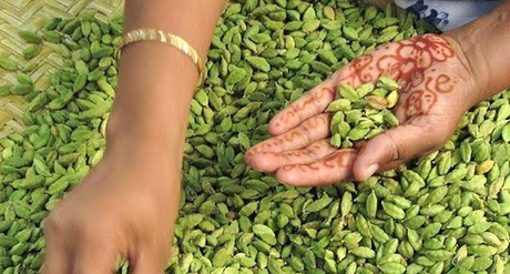 Cardamom Secrets: Aroma, Heritage, and Healing