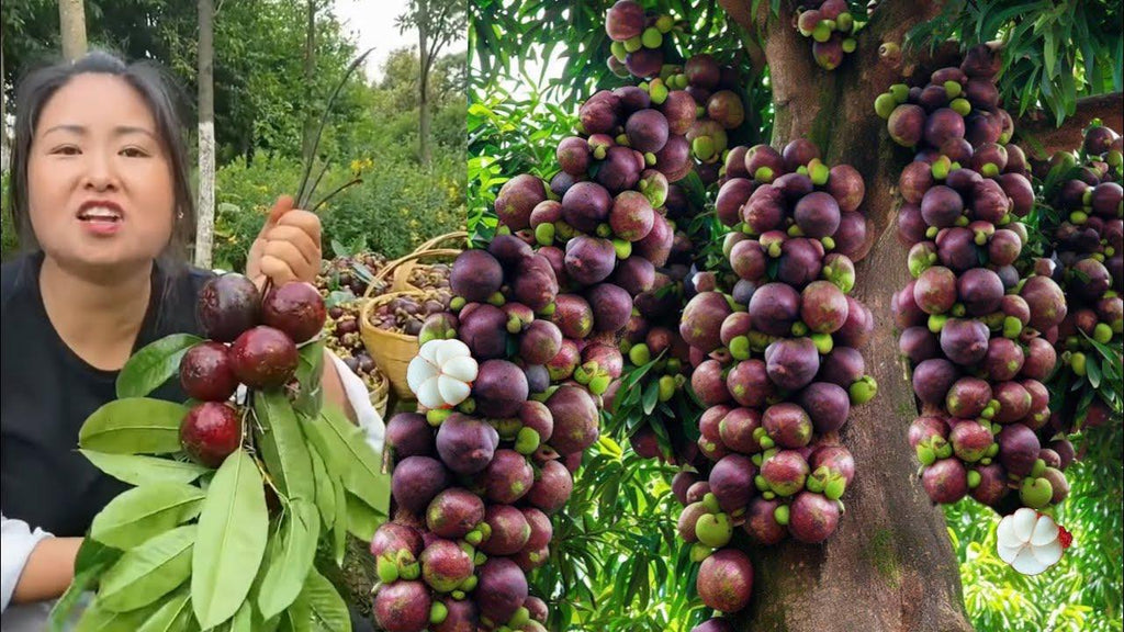  A ripe mangosteen fruit cut open to reveal its juicy white segments, surrounded by whole mangosteens with their distinctive purple rinds and green calyxes, highlighting the vibrant and appealing appearance of this tropical fruit
