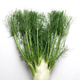 Fennel Bunch 1 Pc - Palmyra Orders