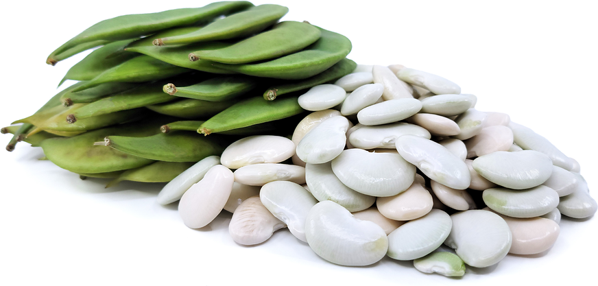 Fresh Lima Beans PKT