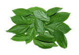 Fresh Organic Molokhia 500g vegetables