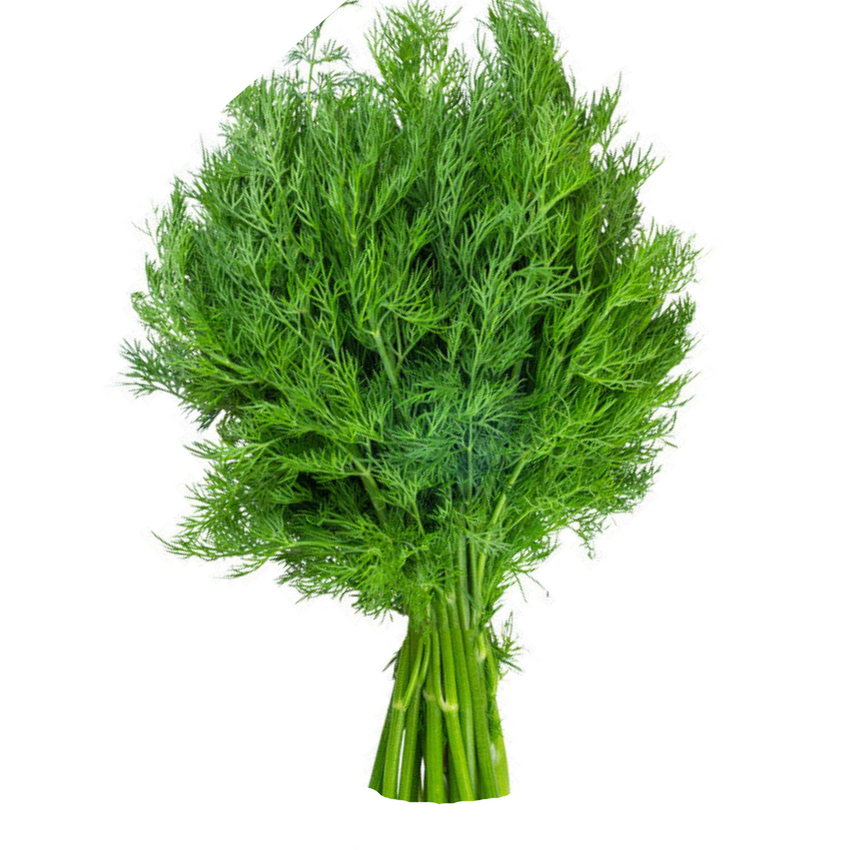 Dill Leaves - Bunch - Palmyra Orders