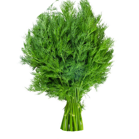 Dill Leaves - Bunch - Palmyra Orders
