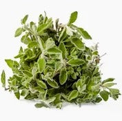 Green Thyme Jordan-1 Bunch - Palmyra Orders