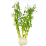 Fennel Bunch 1 Pc - Palmyra Orders