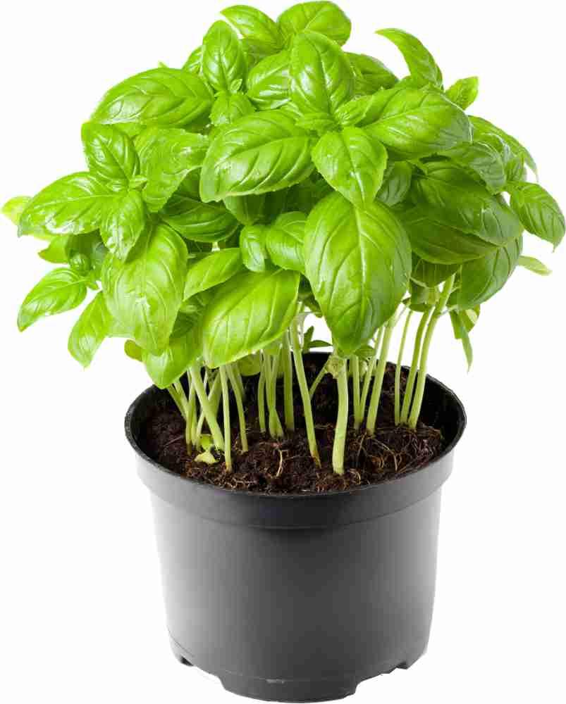 Fresh Basil Plant - Shop Your Daily Fresh Products - Free Delivery 
