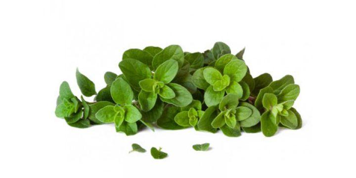 Green Thyme jordan Pcs - Shop Your Daily Fresh Products - Free Delivery 
