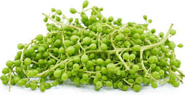 sour grapes Fruit-500g - Palmyra Orders